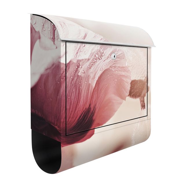 Letterboxes flower Pale Pink Poppy Flower With Water Drops