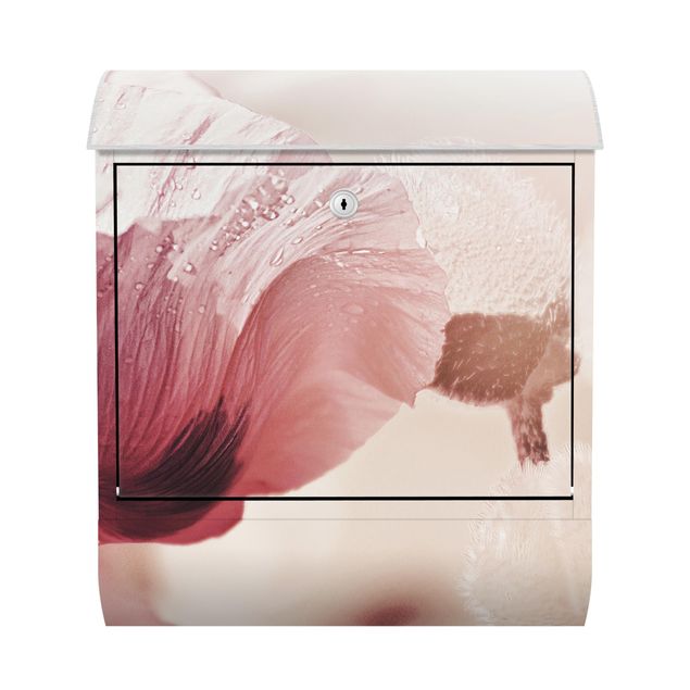 Letterboxes pink Pale Pink Poppy Flower With Water Drops