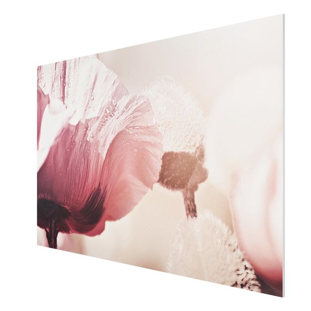 Prints vintage Pale Pink Poppy Flower With Water Drops