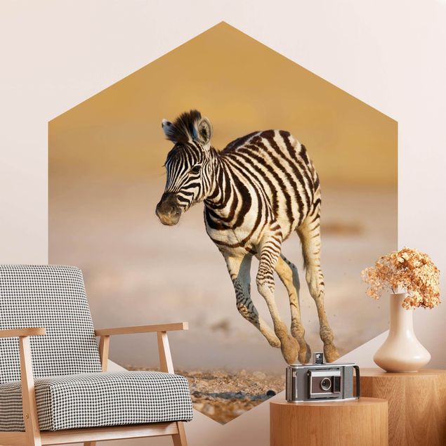 Wallpapers africa Zebra Foal