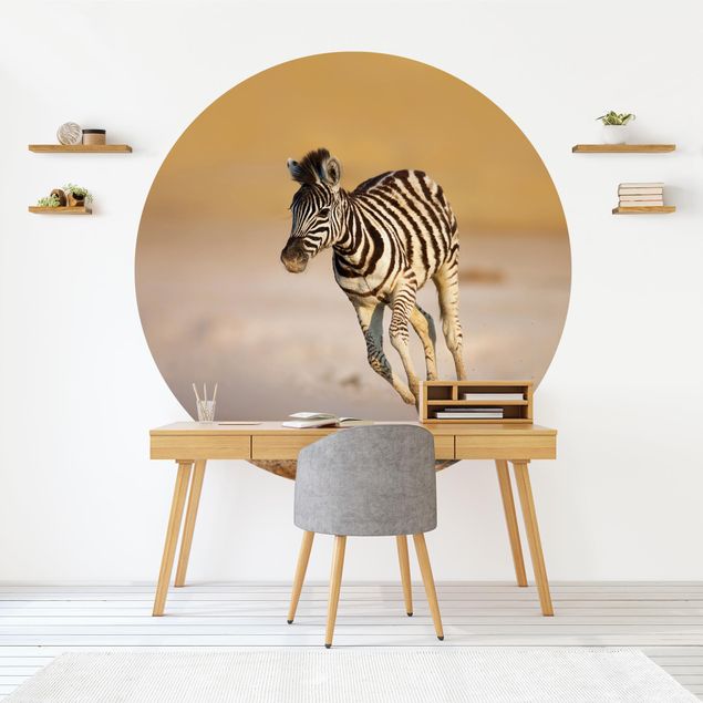 Wallpapers africa Zebra Foal