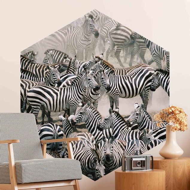 Wallpapers horse Zebra Herd