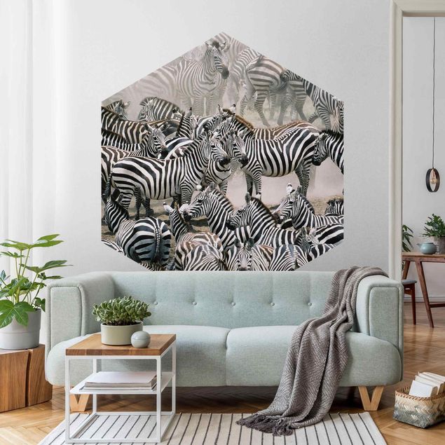 Wallpapers zebra Zebra Herd