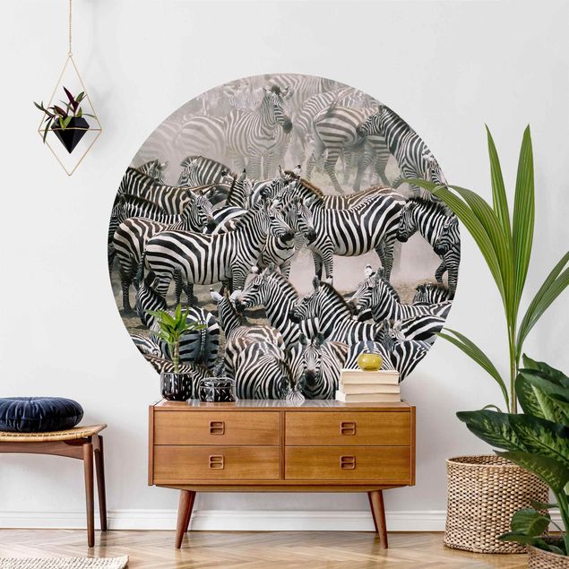 Wallpapers horse Zebra Herd