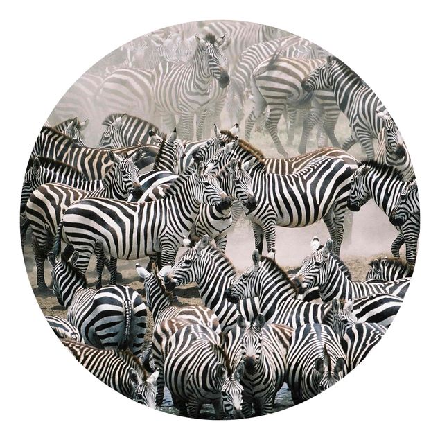 Wallpapers black and white Zebra Herd